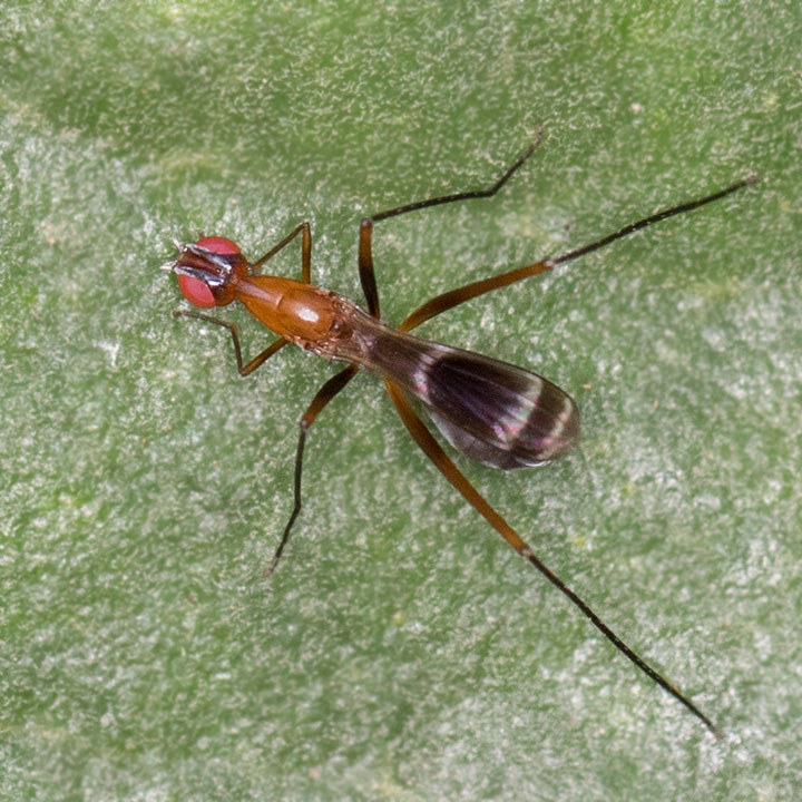 Stilt-legged Fly (Metopochetus freyi) (Metopochetus freyi)